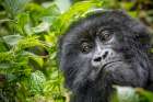 Africa-Rwanda-Volcanoes National Park-Close-up portrait of adult Mountain Gorilla in rainforest Art Print